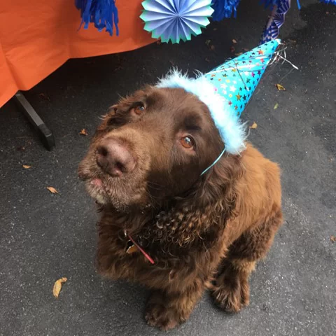 how to throw a dog birthday party with personalized party favors