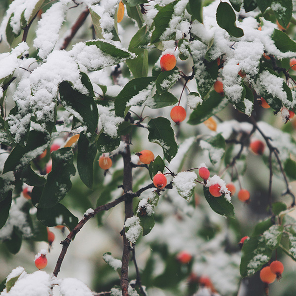 monochromatic Christmas decorations