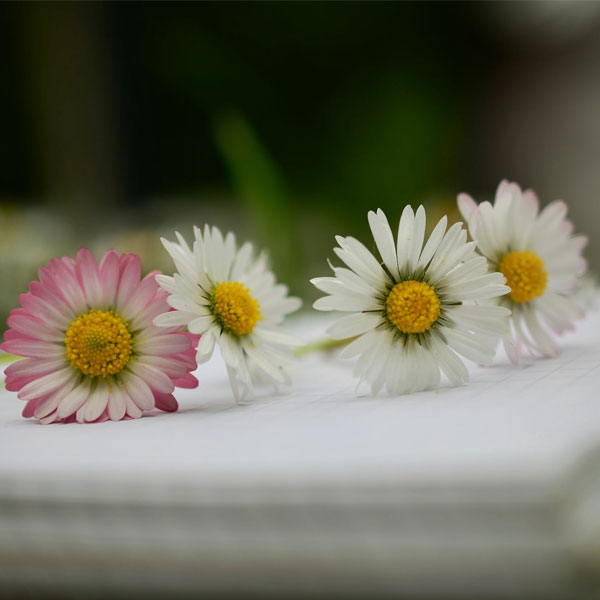 A New Chapter Begins romantic bridal shower party accessories