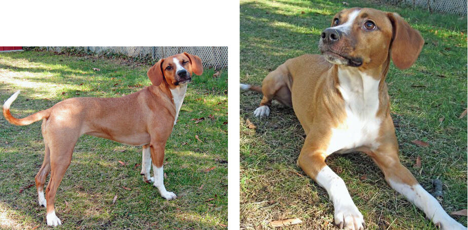 beagle