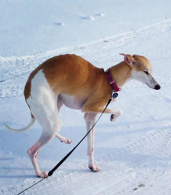 Whippet