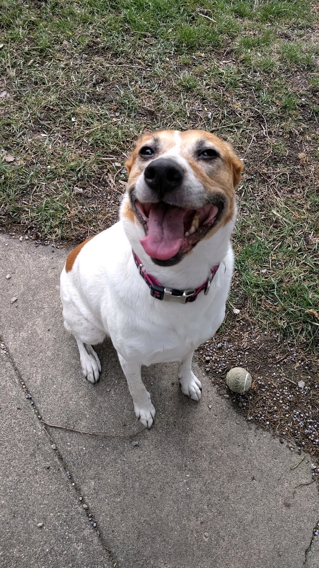 German Shepard and Jack Russell mix