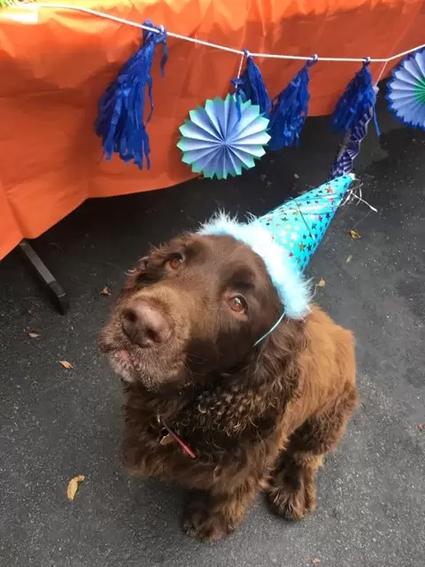 how to throw a dog birthday party