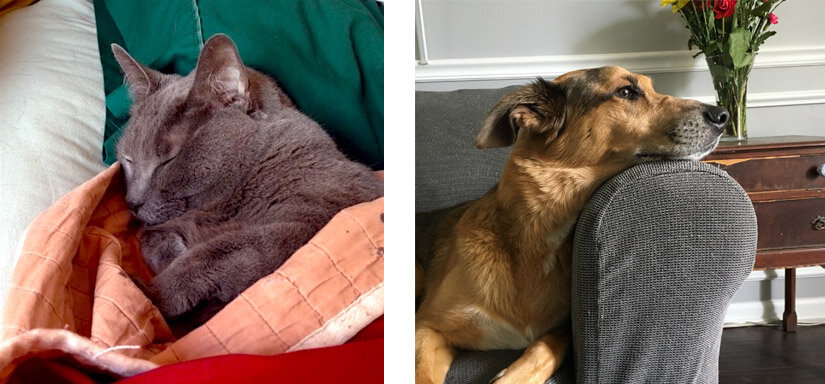 cat sleeping and dog looking out the window