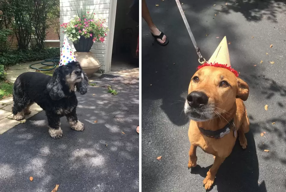 how to throw a dog birthday party