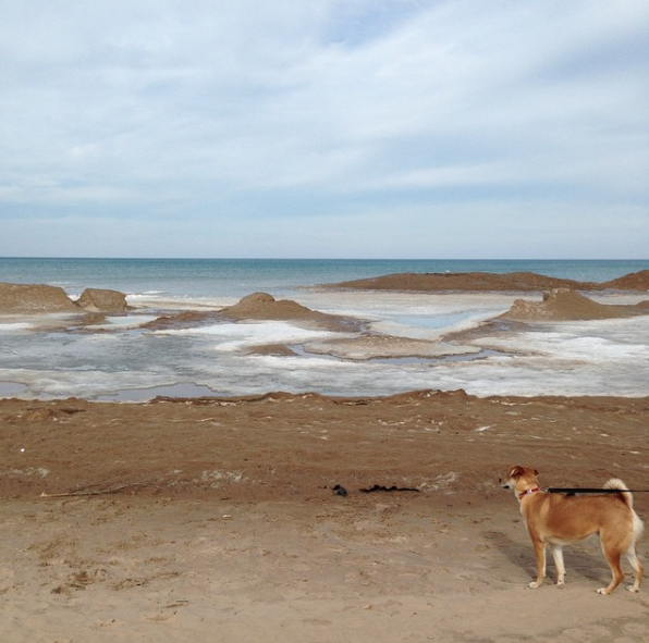 walking dog on the beach at lake Michigan
