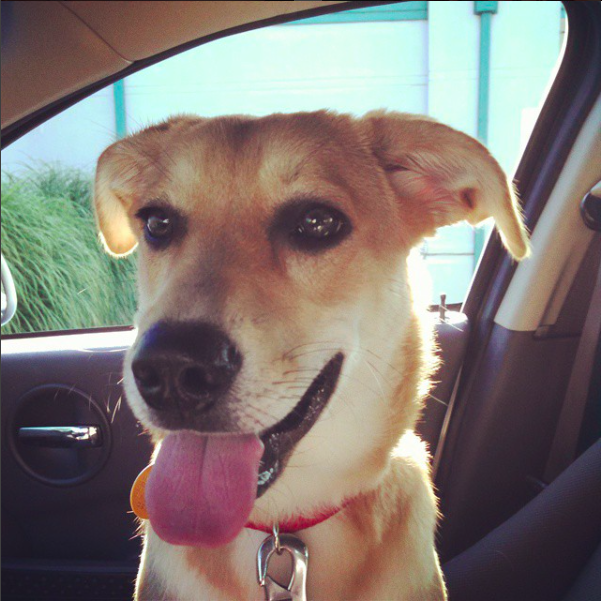 Labrador Retriever