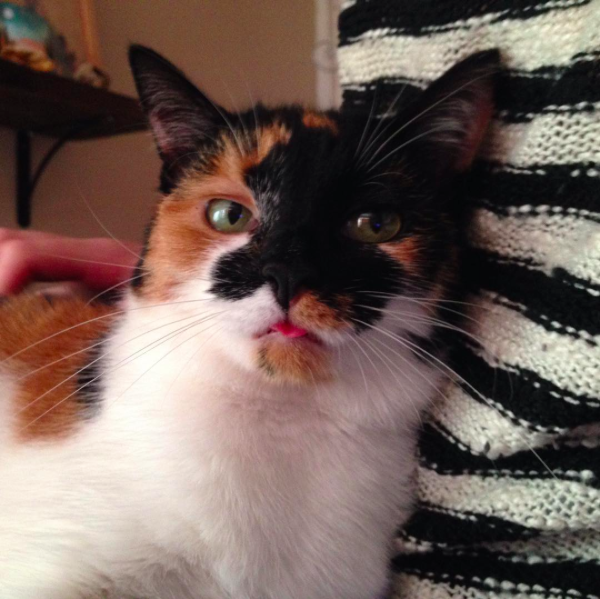 cute cat