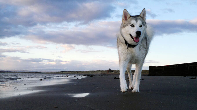 pretty husky dog