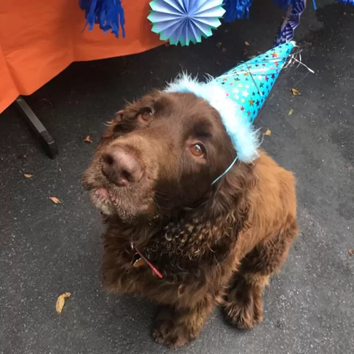 how to throw a dog birthday party with personalized party favors